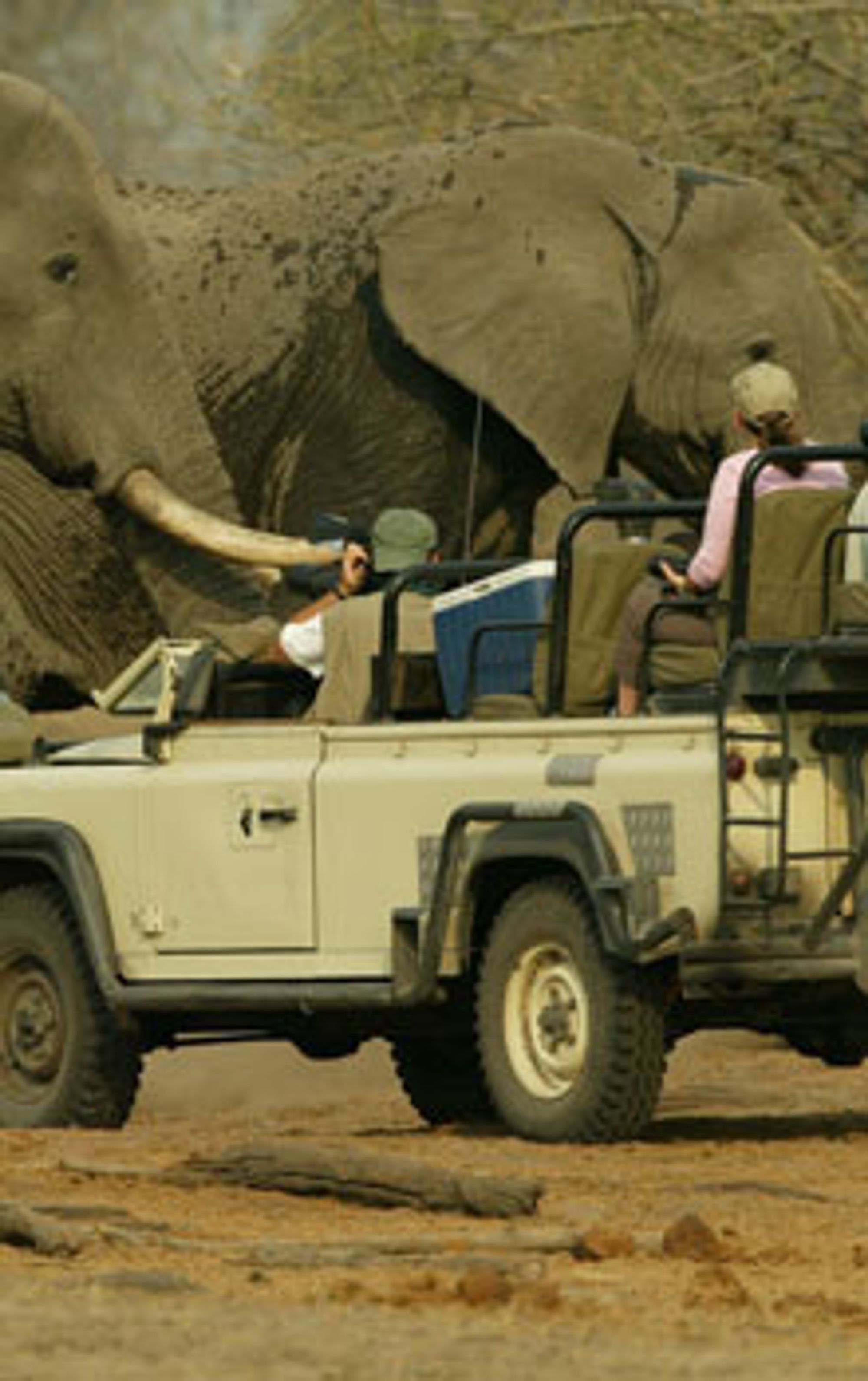 I Botswana kan dere blant annet dra på elefantsafari. Foto: Paradisreiser 