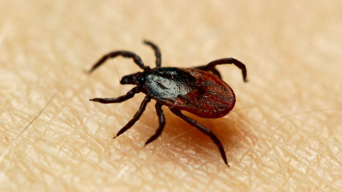 Ny vaksine mot flått demonstrerer unike egenskaper | Tu.no