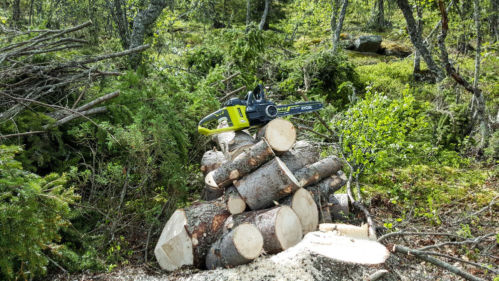 Jakttrofé: Ryobisagen klarte å felle en passe stor gran, kviste den og kappe den i kubber klare til vedkløyving på 3/4 av batteriet. Det imponerte stort. Foto: Odd Richard Valmot
