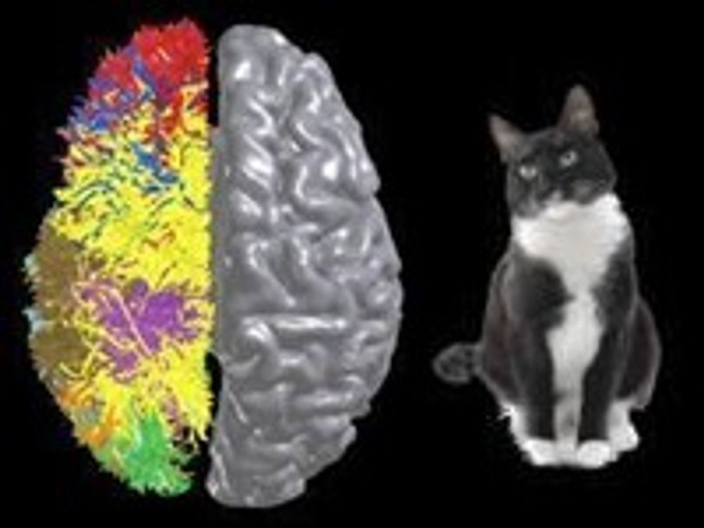 Bildet symboliserer de to siste nyvinningene innen kognitiv databehandling: BlueMatter-algoritmen og hjernebarksimulering i katteskala.