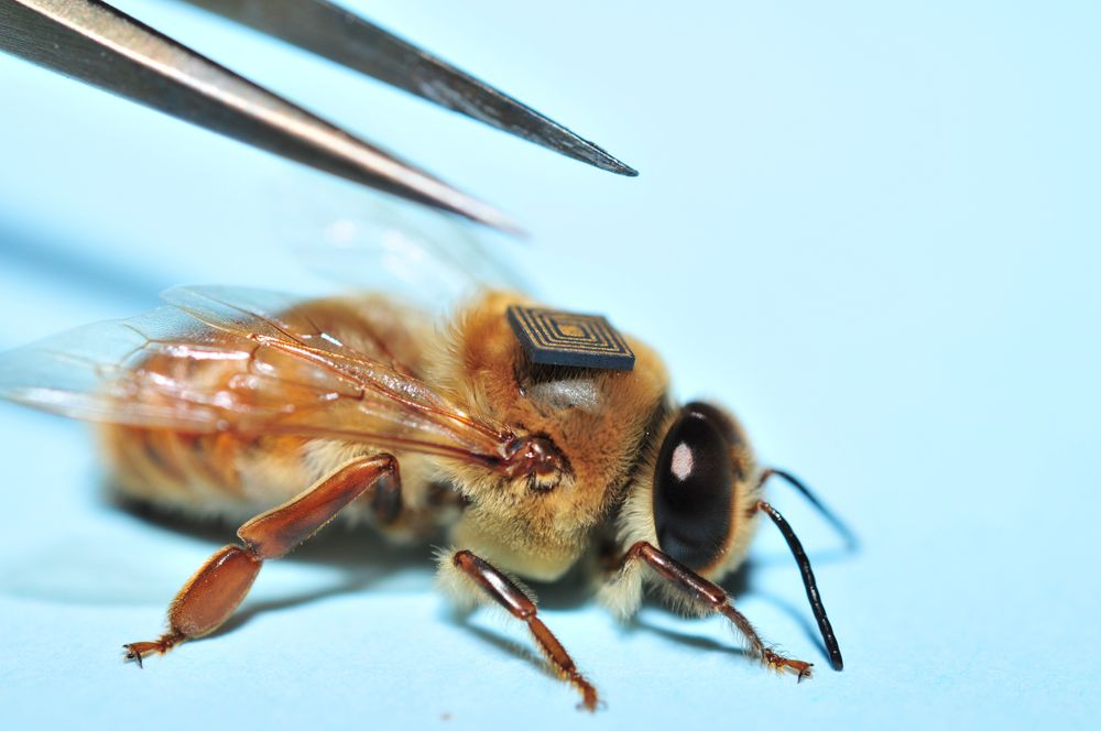 En RFID-sensor blir plassert på bieryggen. Kartlegging av biene skjer i samarbeid med Intel. Målet er å avdekke hvorfor de livsviktige insektene dør i hopetall.
