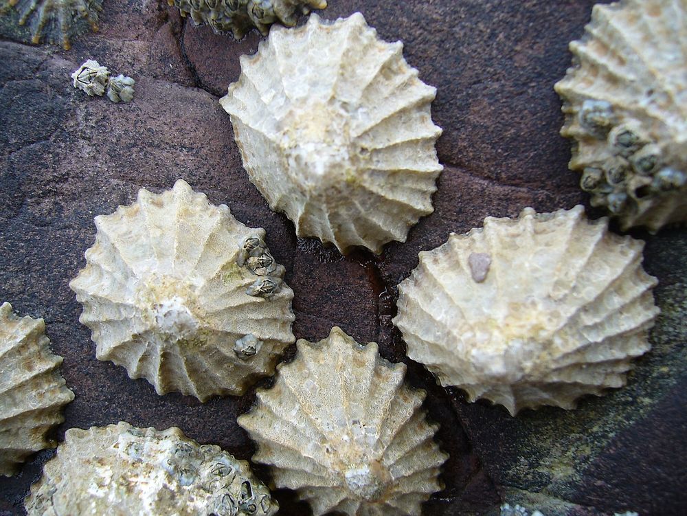 Albuesnegl, også kalt albueskjell, setter seg på stein i tidevannsbeltet og gnager av alger. 