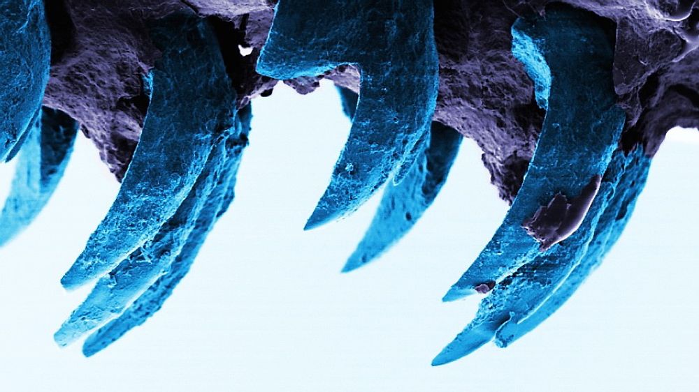 Med atommikroskop er tennene på albueskjell fotografert og studert. Tennene er buet og under 1 mm lange, men blir ikke slitt på grunn av måten fibrene av blant annet mineralet goethitt er bygget opp. 