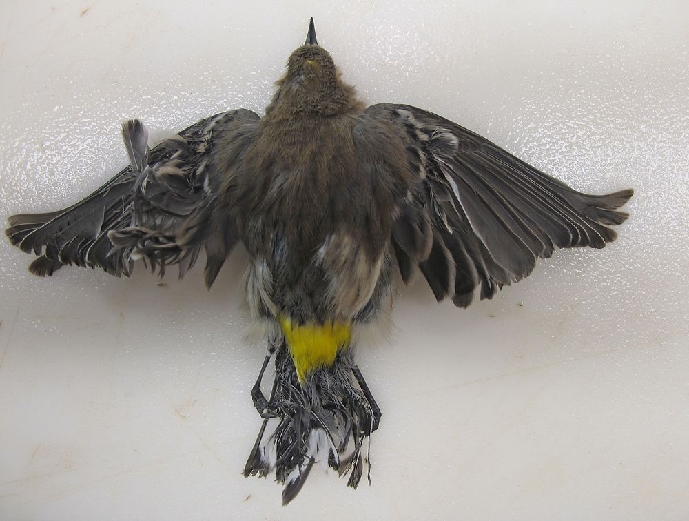 Ikke flyvedyktig: Fugler får svidd haleparti og vinger, når de flyr over Ivanpah-anlegget. Bildet er tatt i oktober 2013 av representanter fra US Fish and Wildlife Service. Foto: AP Photo/U.S. Fish and Wildlife Service