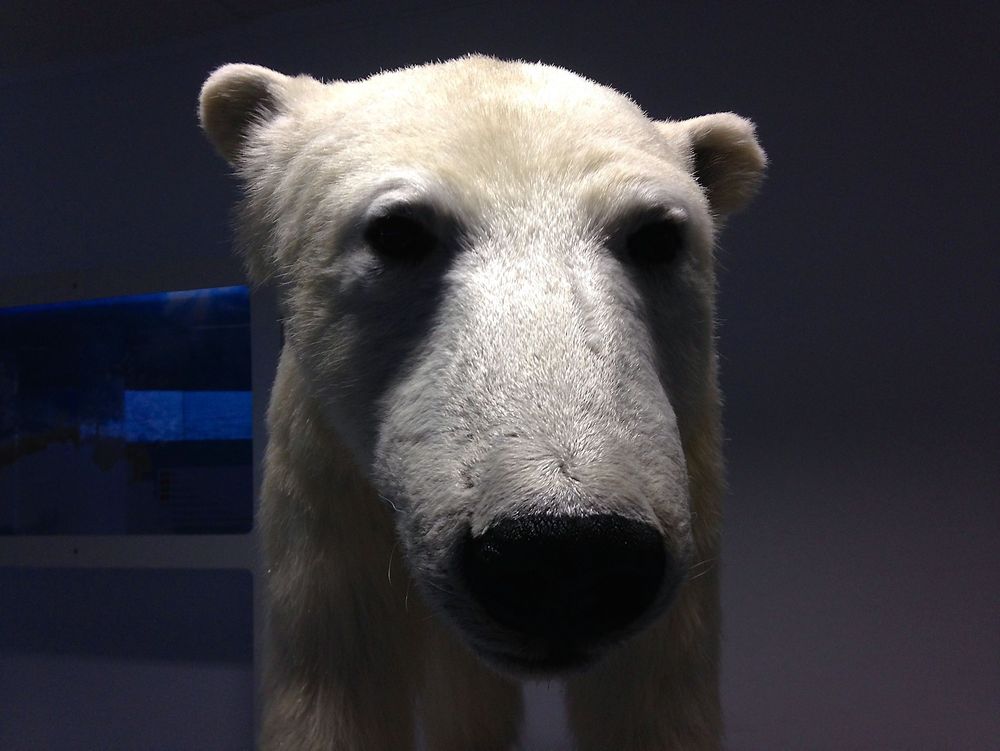 Balanse: Isbjørner er avhengig av is. Forstyrres klimaet, påvirker det isbjørnbestanden og kan forrykke naturens likevekt. 