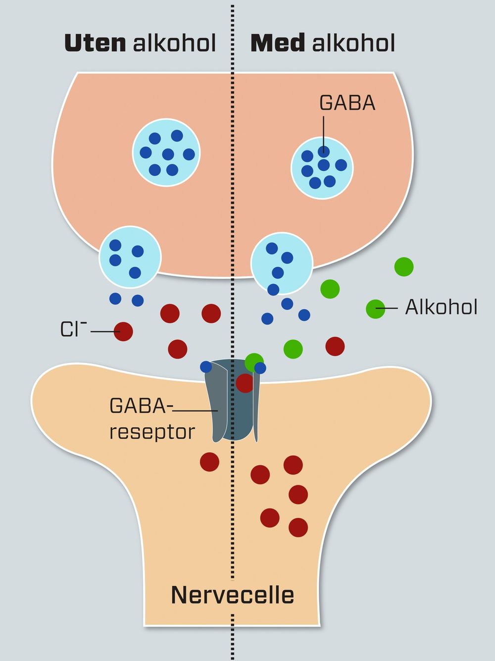     Alkohol fester seg til GABA-reseptoren og holder den åpen slik at den slipper gjennom flere klorioner. Disse endrer elektrisk ladning i nervecellen. GABA-reseptoren er en av mange reseptorer på den postsynaptiske nervecellen