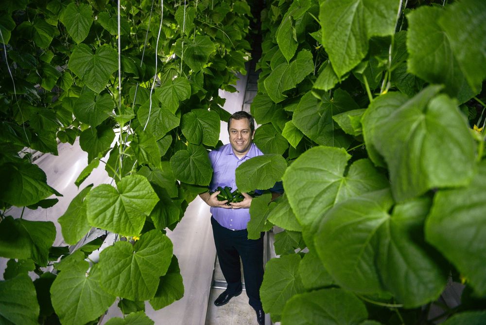 Direktør Joakim Hauge viser at Sahara Forest Projects pilot i Qatar bar frukter, eller grønnsaker om du vil. Foto: Sahara Forest Project