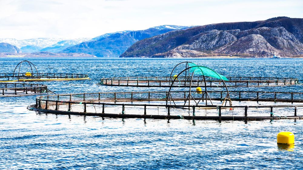 Fiskeri- og havbruksnæringens forskningsfond (FHF) kom nylig med en rapport der konklusjonen er at algeteknologien fungerer og kan oppskaleres.