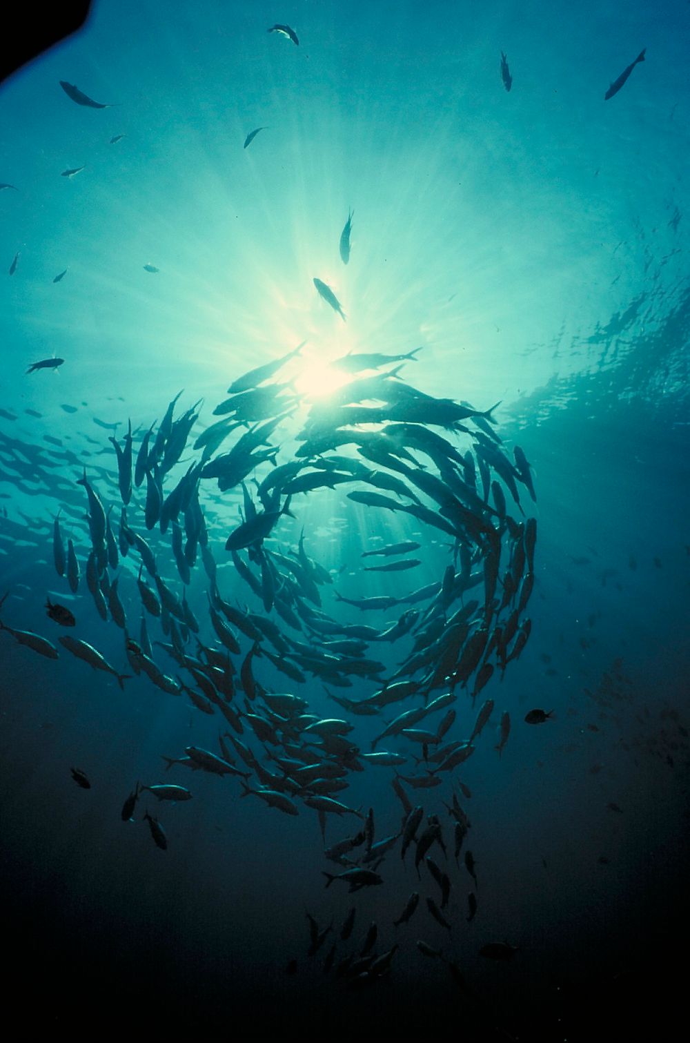 HAVROM: Ressursene fra havet dreier seg ikke bare om fisk. Regjeringen vil ha mer fokus på høsting av flere ressurser.