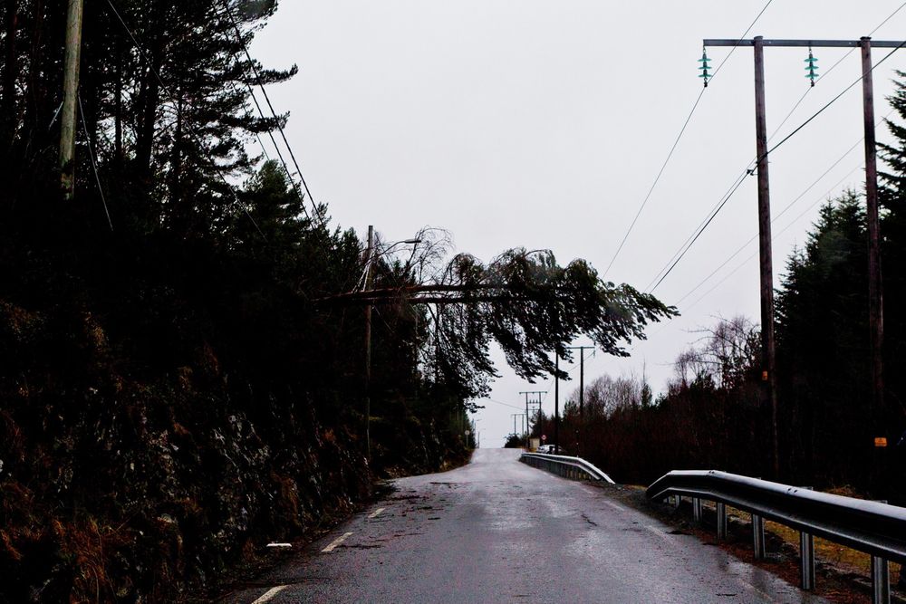 Stormen Dagmar: Et tre henger over veien i Hankane ved Ålesund, etter at stormen Dagmar har vært på ferde. Romjulsstormen på Nordvestlandet romjulen 2011 ble kostbar for nettselskapene, ikke minst Stryn Energi, som ble ekstra hardt rammet. 