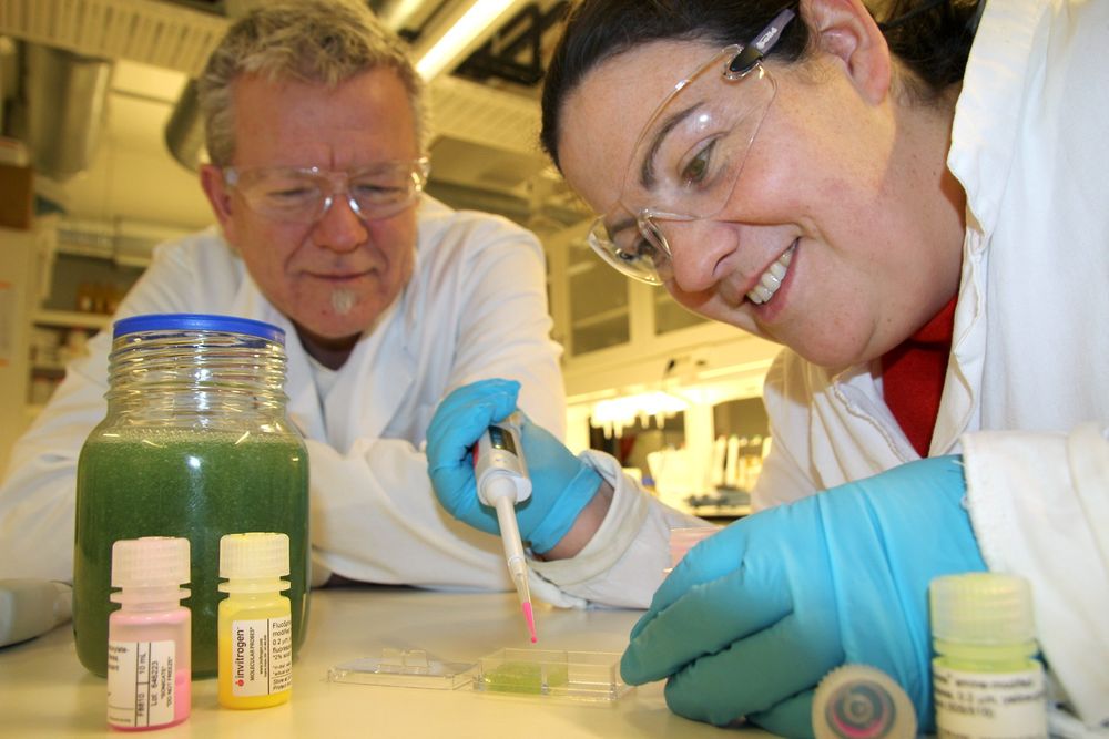 Tester: NTNU-forskerne Catherine Taylor Nordgård og Kurt I. Draget tilsetter nanokuler i slim for å se om de har klart å påvirke det til å slippe gjennom store medisinmolekyler.  Foto: Per Henning/NTNU   