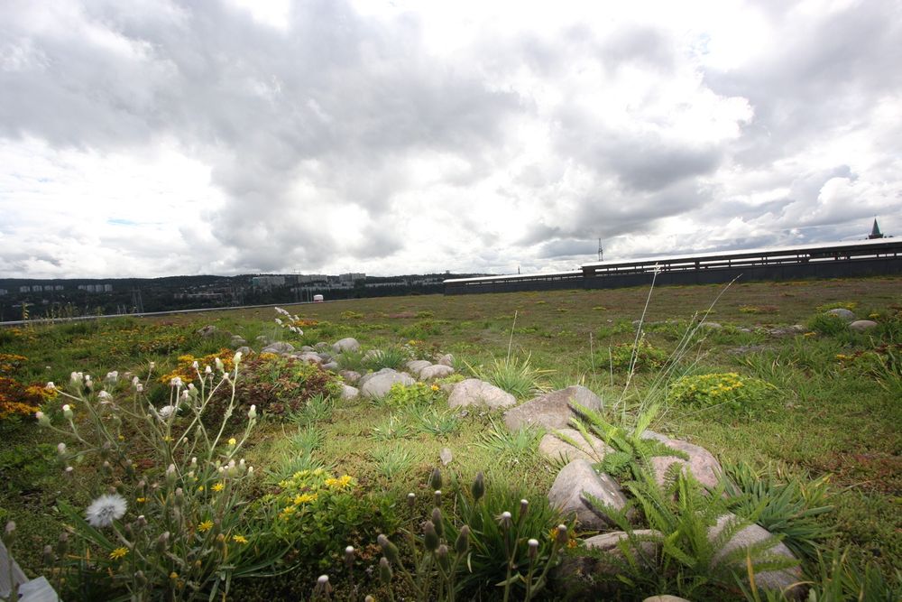 Da grøntanlegget på Veolias miljøanlegg i Oslo stod ferdig i 2010 var det Nordens strøste grønne tak.