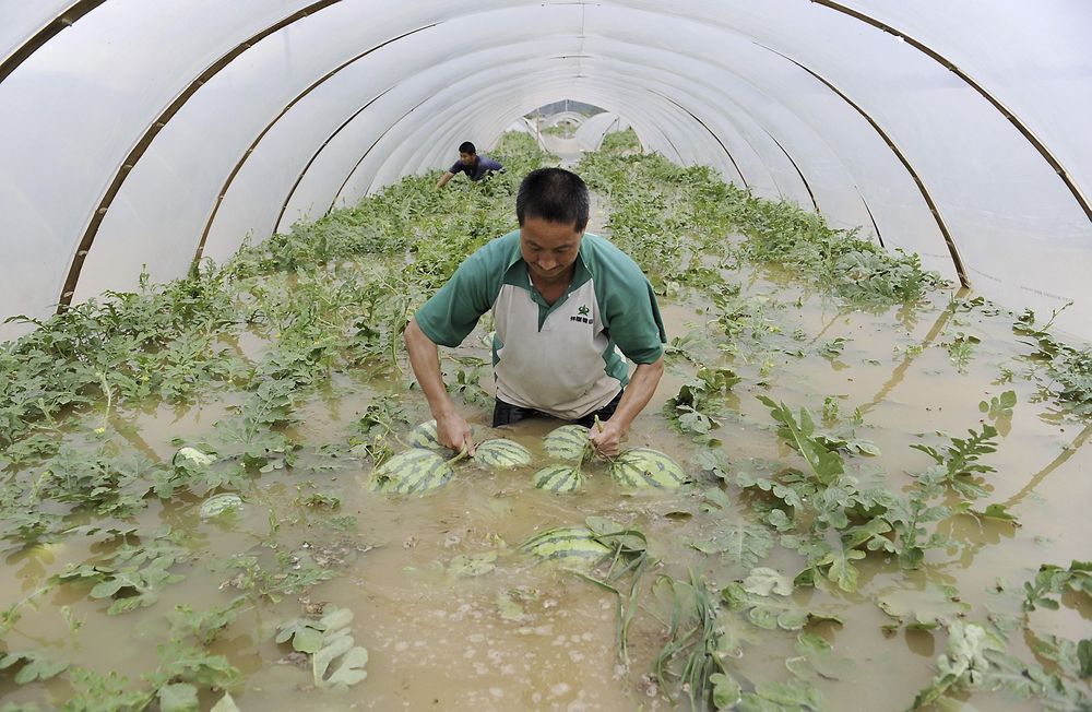 UTSATT: Landbruket i Kina er utsatt dersom det blir mer ekstremvær. Her plukker en bonde vannmeloner i et telt på en oversvømt gård i Zhejiang-provinsen i juni i fjor.