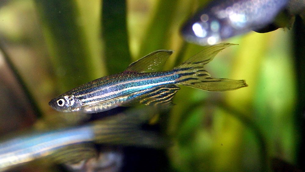En type sebrafisk som er gjennomsiktig hjelper forskere til å forstå hvordan nanopartikler oppfører seg i kroppen. Bildet viser vanlig sebrafisk, Danio rerio.