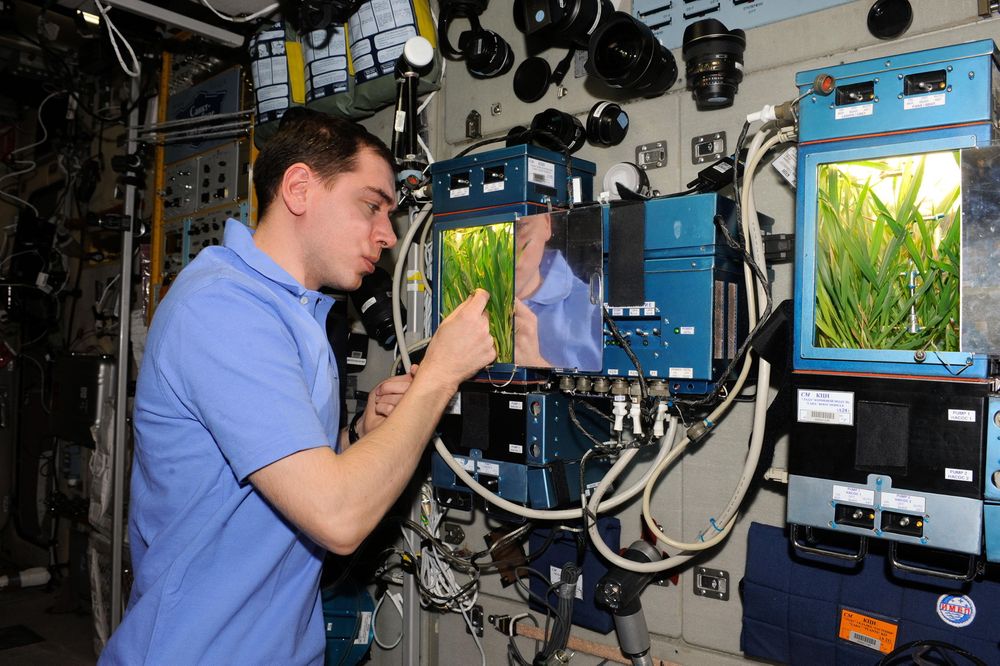 PLANTER: Kosmonaut Sergei Volkov sjekker et drivhuseksperiment på Zvevda-modulen til ISS. 