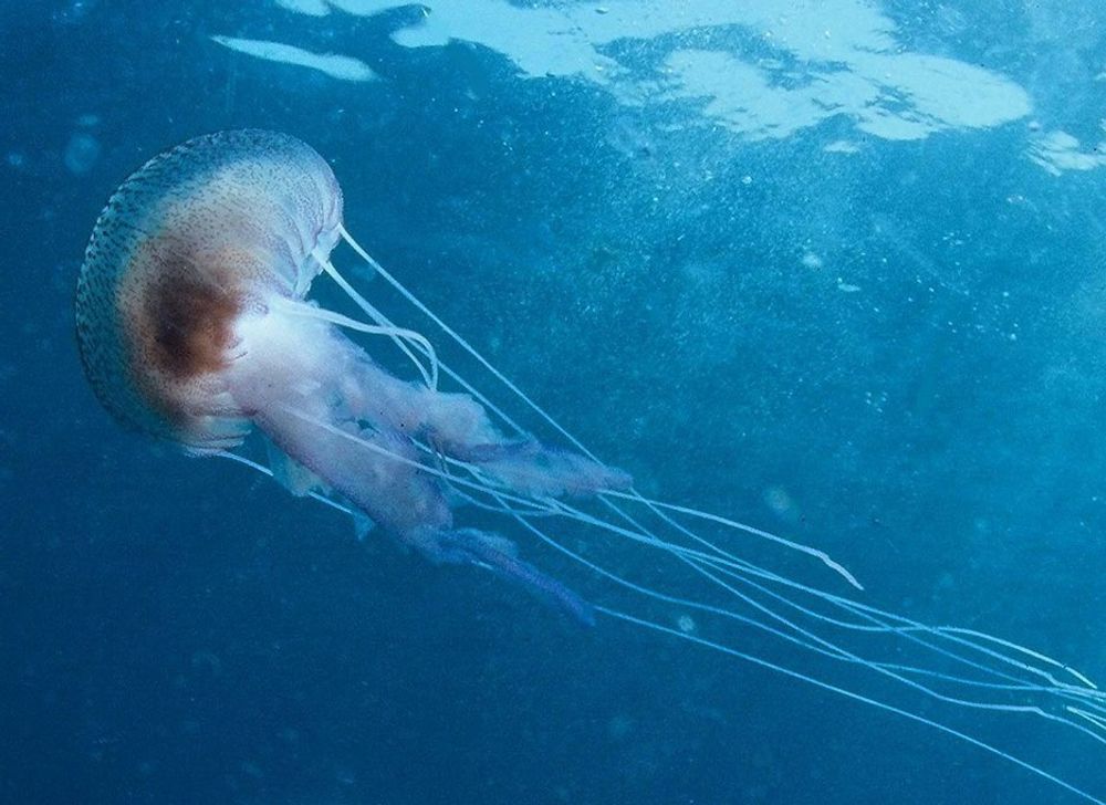 ©PHOTOPQR/NICE MATIN/Eric DULIERE. 2007.06.21. AGENCE DE MENTON LA MEDUSE RESPONSABLE DES PIQURES PARTICULIEREMENT DOULOUREUSES LA PELAGIA NOCTILUCA