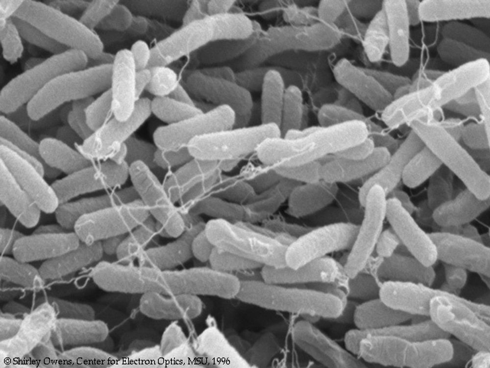 E.Coli er blant bakteriene som kan brukes til masselagring av data.
