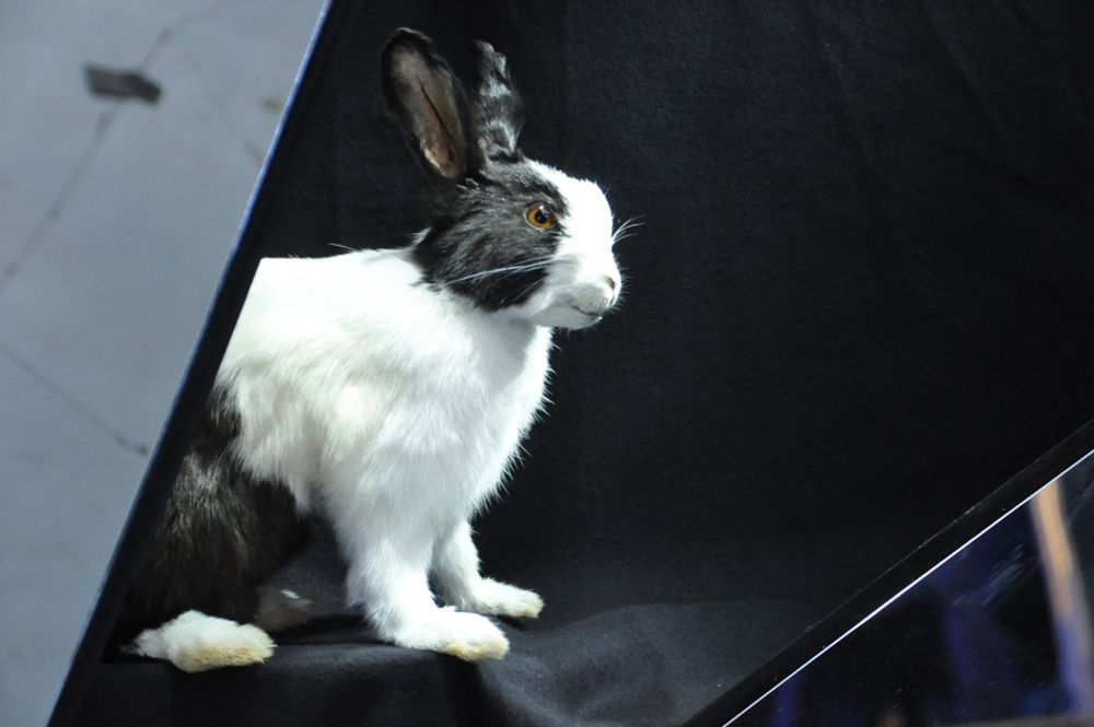 Denne utstoppede kaninen er udødeliggjort i utstillingen om hjerneforskning. Fra utstillingen Mind Gap.