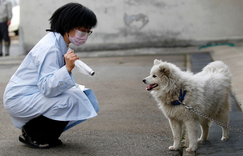 MÅLER STRÅLING: Doktor Keiko Yamada sjekker en hund fra Fukushima for radioaktivitet i Yonezawa rundt 100 km unna. I går skjedde et nytt skjelv som skal ha ført til lekkasjer av radioaktivt vann ved et annet kjernekraftverk.