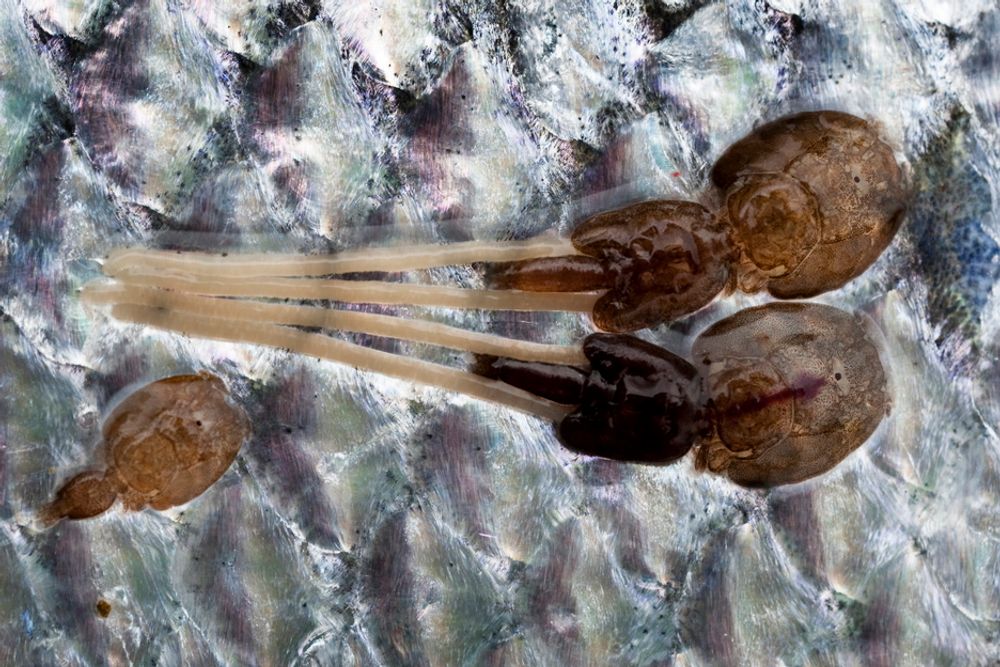 PARASITT: Lakselus (Lepeophtheirus salmonis) er en art i gruppen hoppekreps. Den lever som marin parasitt på laksefisker. Den lever av slimet, huden og blodet til fisken.