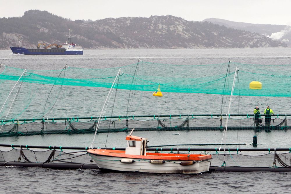 SKIFTES UT: De sterke kyststrømmene langs norskekysten sørger for god vannutskifting i norske fjorder. Dette bidrar til at forurensing fra fiskeoppdrett ikke overgjødsler vannmassen i norske fjorder. De skader heller ikke tang- og tareproduksjonen.