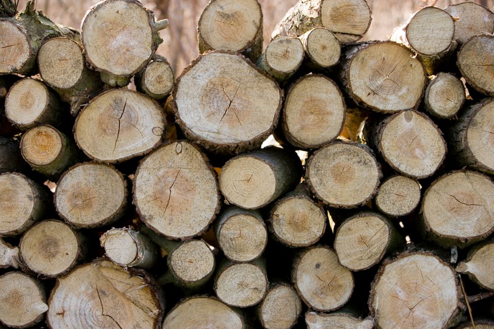 1,7 millioner kubikkmeter tømmer skal ha blitt kuttet ned ulovlig, siden hackere kom seg inn i systemene til brasilianske myndigheter.