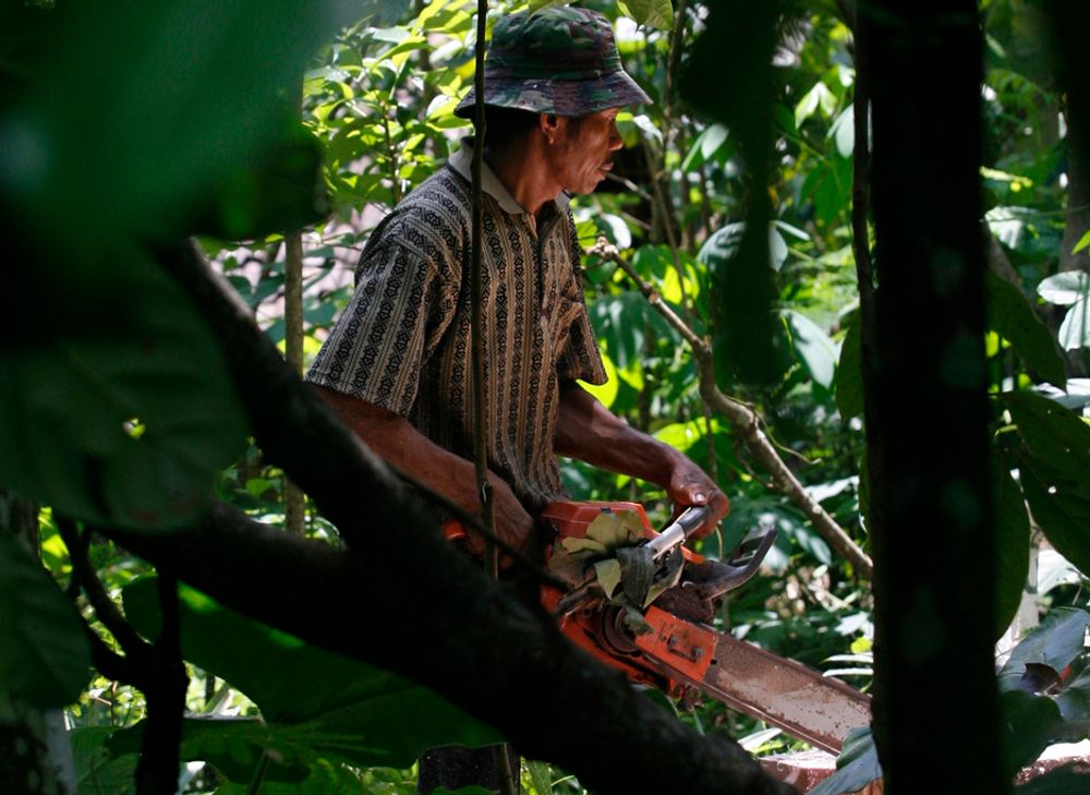 En mann er i ferd med å sage opp trær som er hogget ulovlig på øya Java i Indonesia.