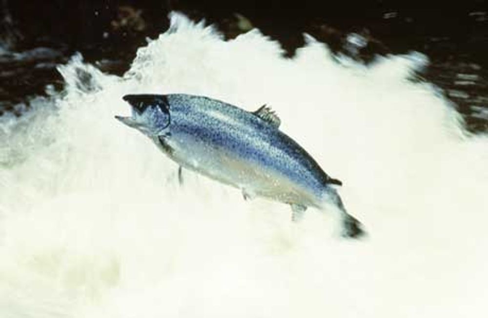 Glade lakser kan hope og sprette i gyro-frie elver takket være aluminiumssalter. Foto: Eksportutvalget for fisk