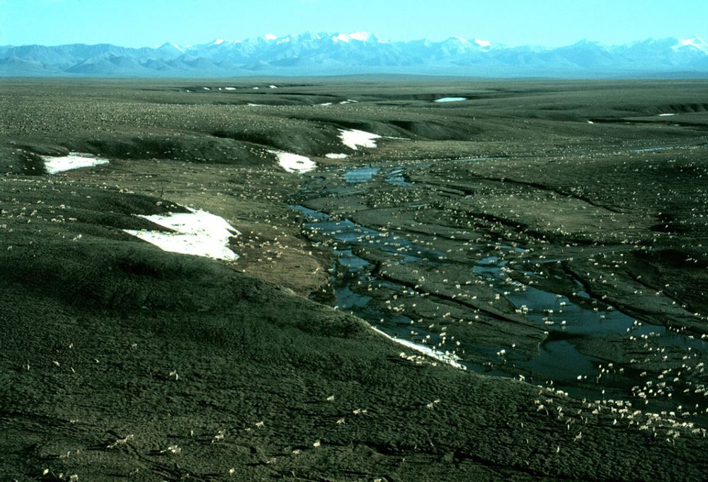 ENDRES: En reinsdyrflokk gresser på en slette i Alaska, med fjellkjeden Brooks Range i bakgrunnen. Over hele Arktis finnes det nå tegn til at klimaet er i ferd med å endre seg, ifølge amerikanske forskere.