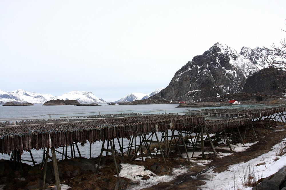 FOR: To av tre spurte i en spørreundersøkelse vil ha konsekvensutredning av oljevirksomhet i Lofoten og Vesterålen.