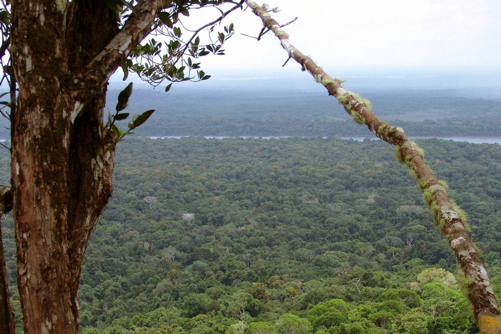 Å kutte ned regnskogen i Amazonas gir ingen langsiktige gevinster for verken befolkningen eller miljøet, viser studie.