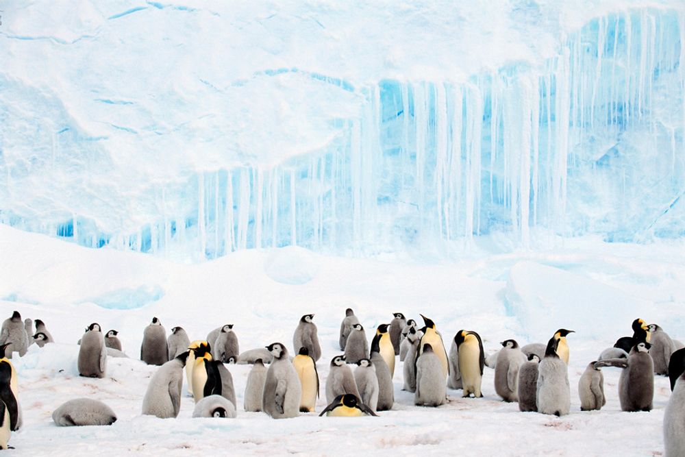 Foreløpig er det stort sett bare pingviner i Antarktis, men om spådommene til "Forum for the future" slår til, kan de få selskap av millioner av flyktninger frem til 2040.