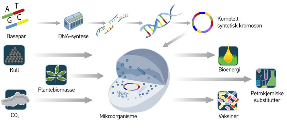 NYTT LIV: Målet på noen års sikt er å bygge et komplett syntetisk kromosom basert på gener som er konstruert og syntetisert på laboratoriet. Klarer vi det kan vi skape alt fra råmaterialer, farmasøytiske produkter og bioenergi fra råstoffer som planter, kull eller CO2.
