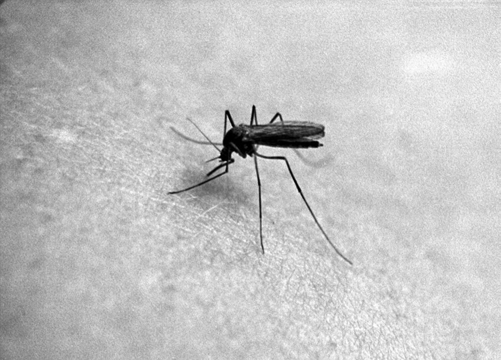 MALARIA: Et fuktigere og varmere klima kan føre til at vi får malariamygg på Østlandet om noen ti år, mener DN.