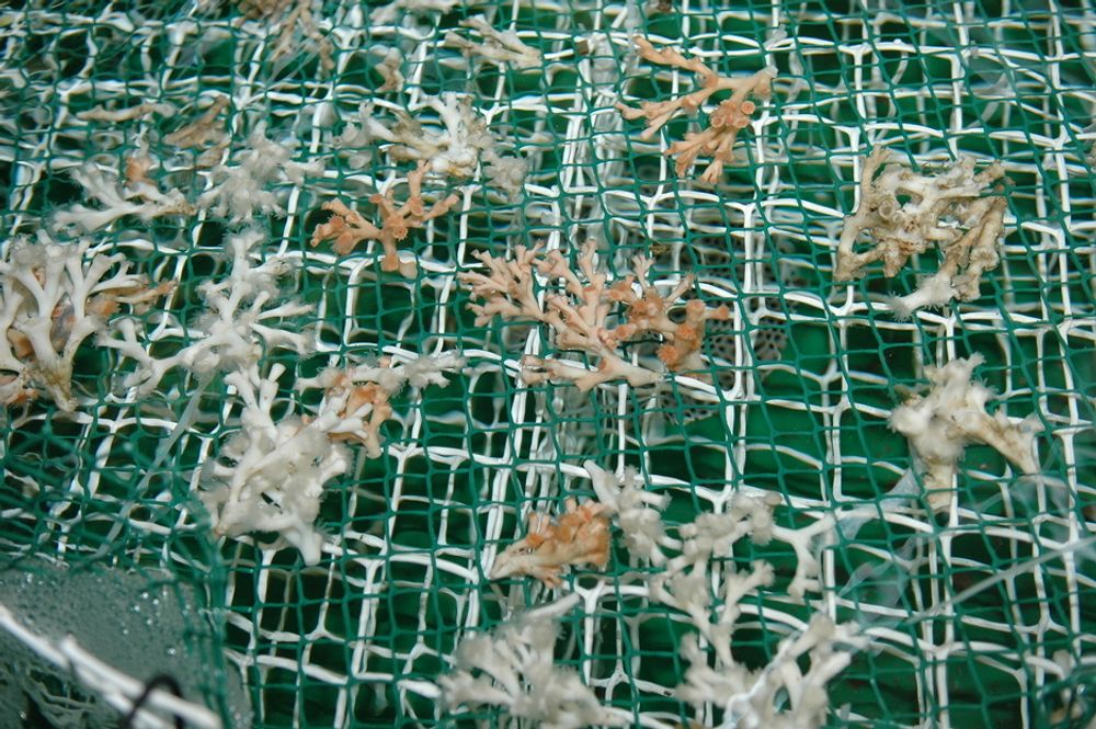 SMÅ DYR: Dette er koraller og polypper fra Barensthavet. Forskerne ved Iris senter for Biomiljø vil vite mest mulig om disse dyrene og hvordan de påvirkes av skadelige utslipp.