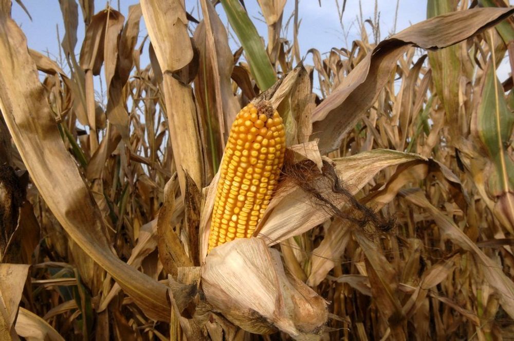 Bioetanol fra mais kan være langt bedre enn tidligere antatt, ifølge en ny rapport fra forskere ved Yale University.