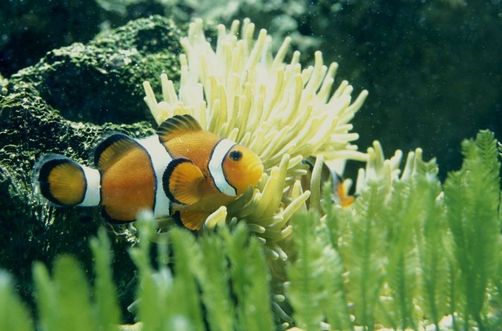 SLITER: Både korallrev, fisker og planter i havet får vanskeligere leveforhold som følge av at havene blir surere. Og det gjør de i et forrykende tempo, ifølge forskere.