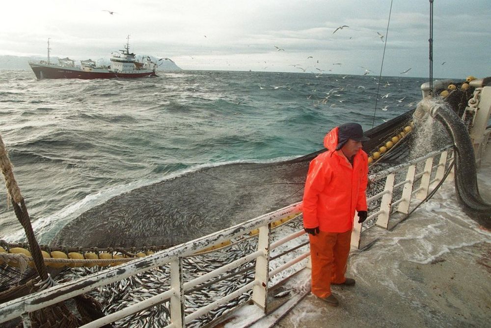 Havforskningsinstituttet hevder at et oljeutslipp utenfor Lofoten kan ta livet av et helt årskull torsk eller sild.