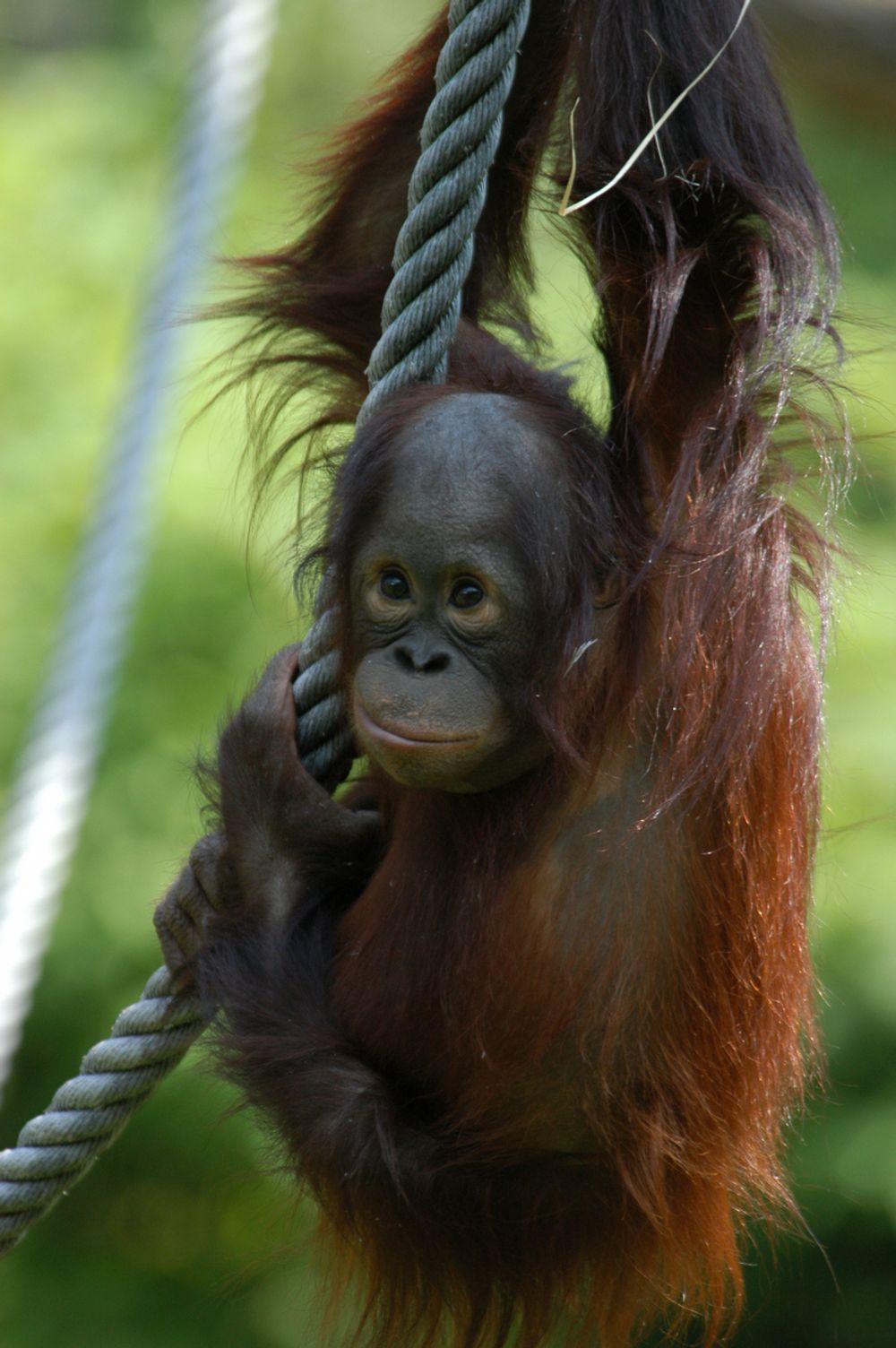 ORANGUTANG FØRST UTE: Orangutangen er det første dyret som skal prøve seg på internett. 
Foto: Apenheul, Jolan van Leeuwen
Stikkord: Ape.