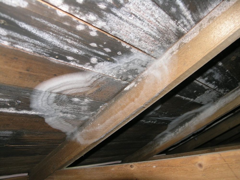 MUGSOPP: Dårlig utlufting på loft og utett etasjeskiller gir fukt og gode vekstmuligheter for muggsopp og råtesopp i taktroa.