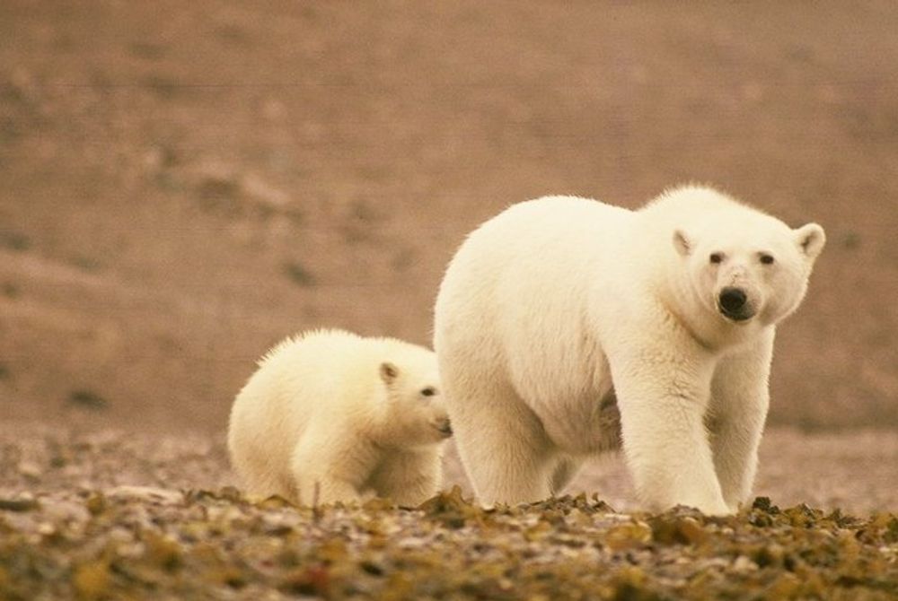 To isbjørner på vandring med fast grunn under føttene.