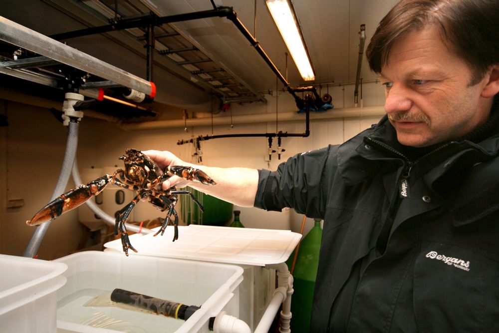 GYTER: Sintef/NTNU-forsker Jan Ove Evjemo følger de gytende hummerne i laboratoriet med argusøyne. Snart blir hummer fôret opp i spillvannet fra Statoils anlegger på Tjeldbergodden og Mongstad.