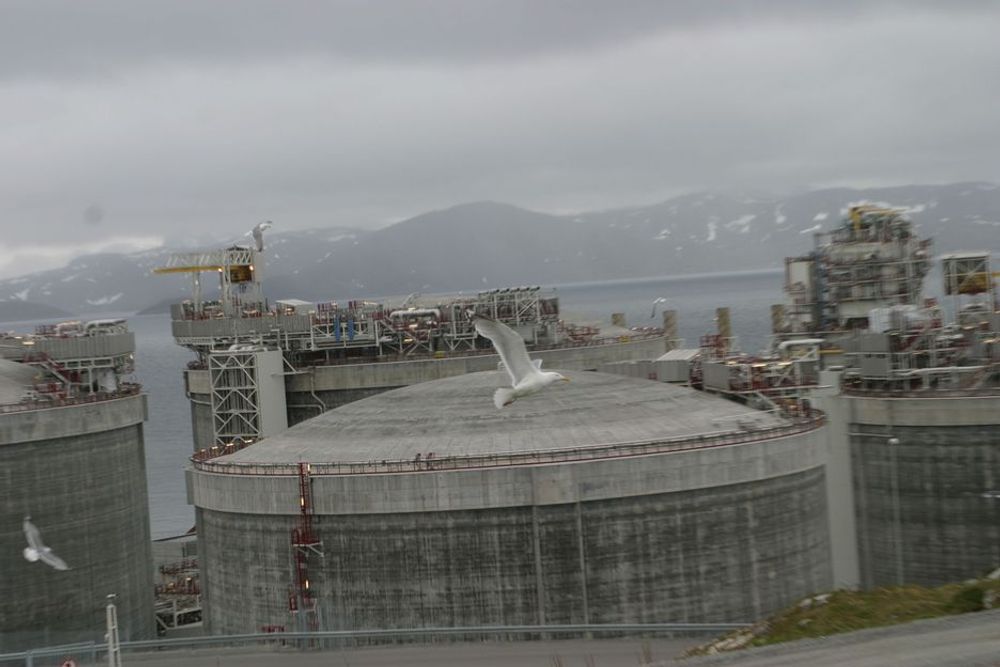 MÅKER: Måkene har ikke forlatt Melkøya etter utbyggingen.