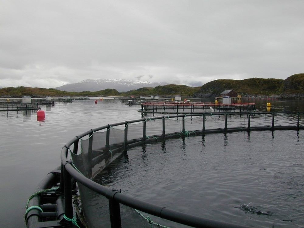 SATSER PÅ OPPDRETT: To klynger i Bergen og Bodø satser på å bli ekspertsentre innen havbruk og oppdrett. Begge ønsker å satse på torskeoppdrett.