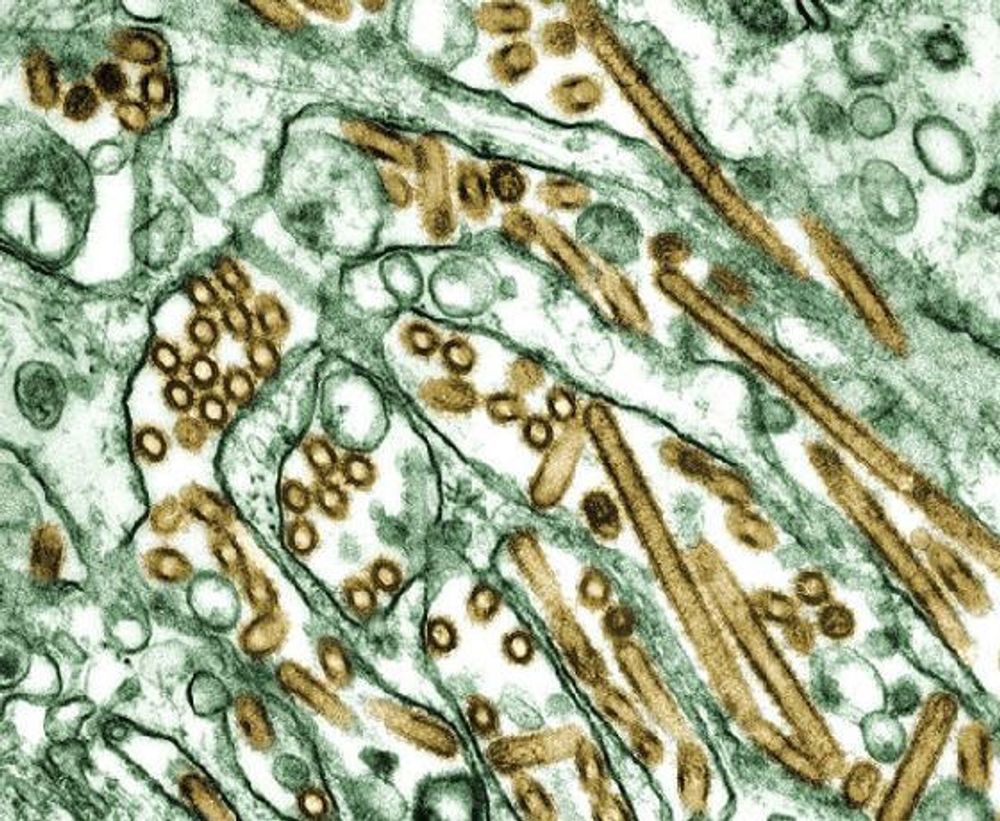 Ingen ting tyder på atmennesker er mer sårbare overfor H5N1-viruset nå enn da det ble oppdaget i 1997.
