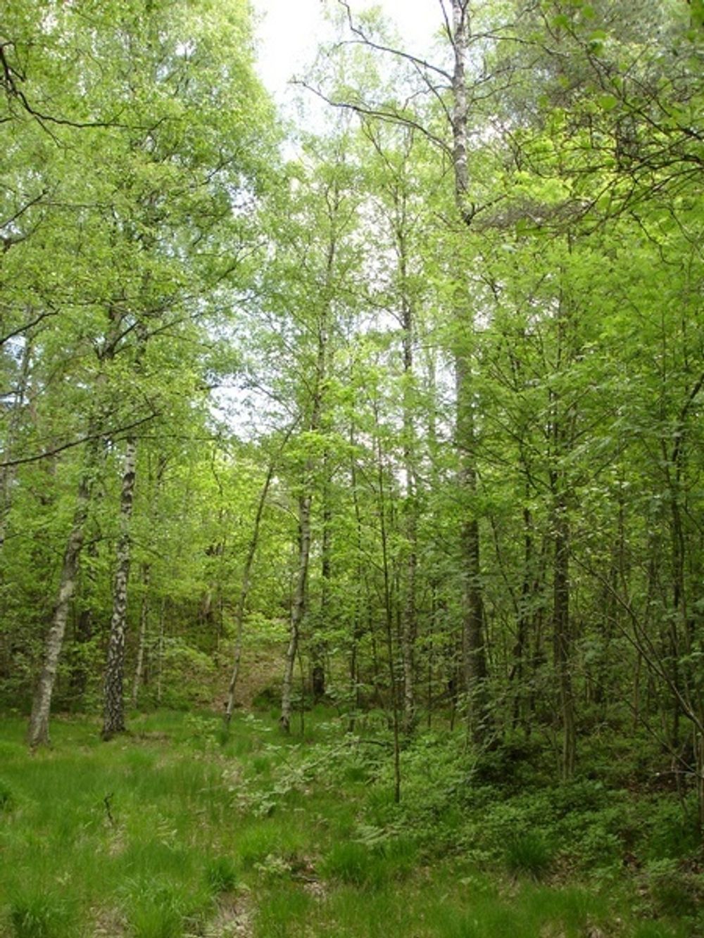 Forestia mener det bør plantes skog som er ment for bioenergi.