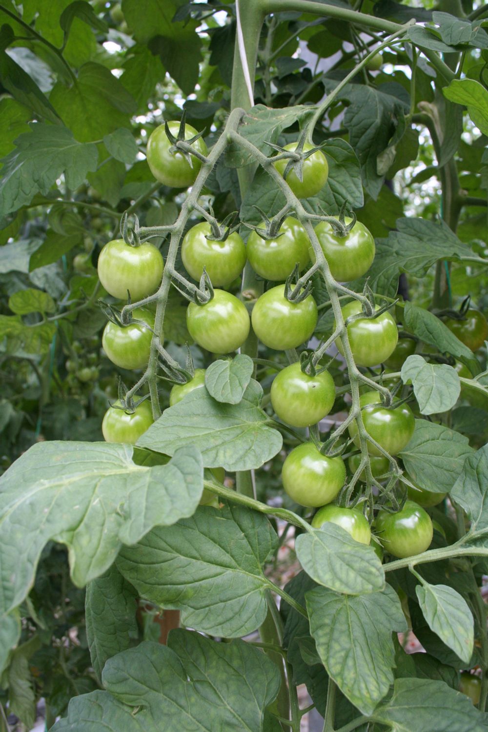 SMAK: Kåre Wiigs gartneri dyrker ikke vanlige tomater, men satser på cherry- og plommetomater.