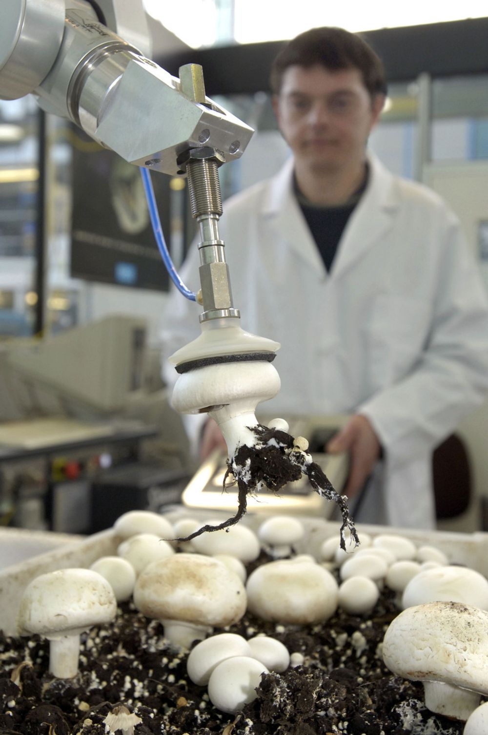 PLUKKEMANN: Roboter utvikles nå for å høste perfekt sopp på perfekt måte, med liten plass for avvik i størrelse og form.