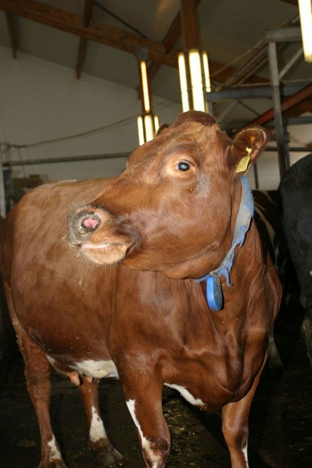 KLAR: Denne kua er snart klar for en ny tur i melkeroboten.