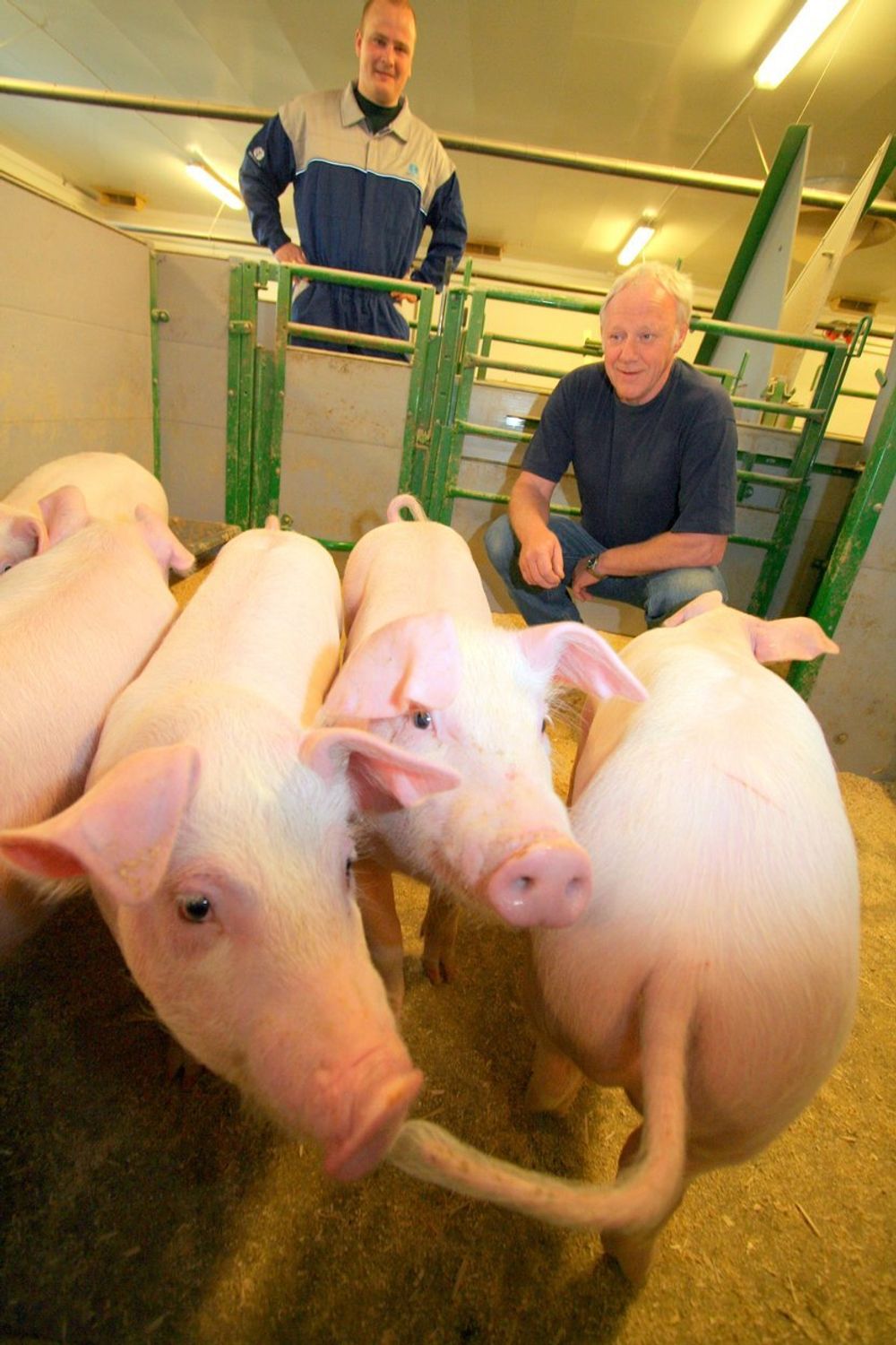 GRISEN VOKSER BEDRE: Nye fôringssystemer gjør at grisen får mer optimal vekstkurve. En bonus er at bonde Jarle Grenne får mindre kroppsarbeid. Bak står regionleder Hans Petter Myhrås i AK-Maskiner.